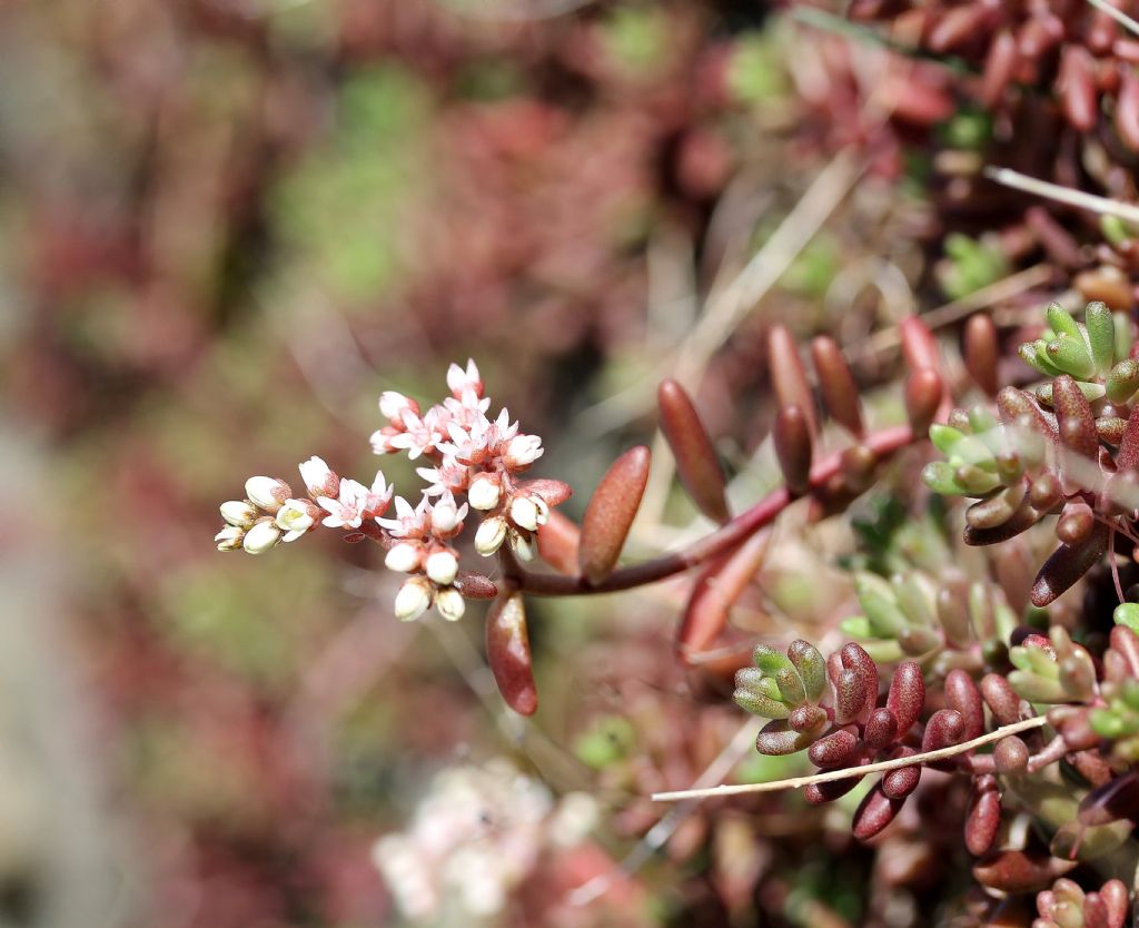 Sedum album